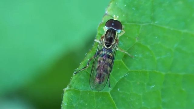Hover Fly (Syrphidae: Toxomerus) on Leaf смотреть онлайн