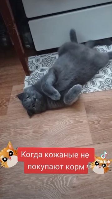 Манипуляции от кота😾😼🙈 смотреть онлайн
