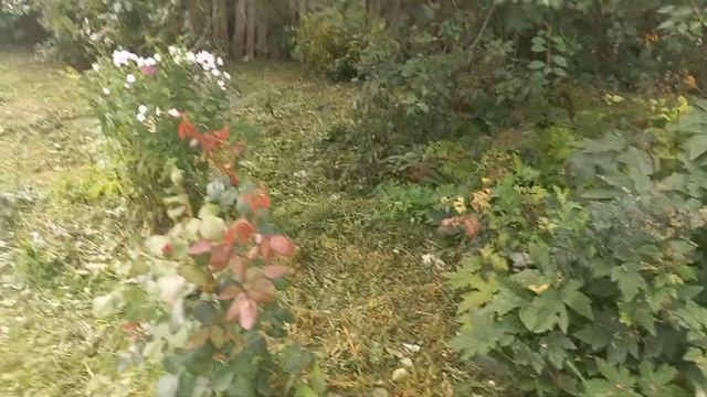 Загоняем уток на пруд, куры гуляют. смотреть онлайн