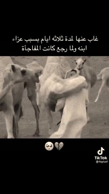 (أفلا ينظرون إلى الإبل كيف خلقت)🙁 смотреть онлайн
