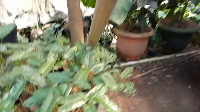 Menengok isi kandang RIE TANAMAN HIAS смотреть онлайн