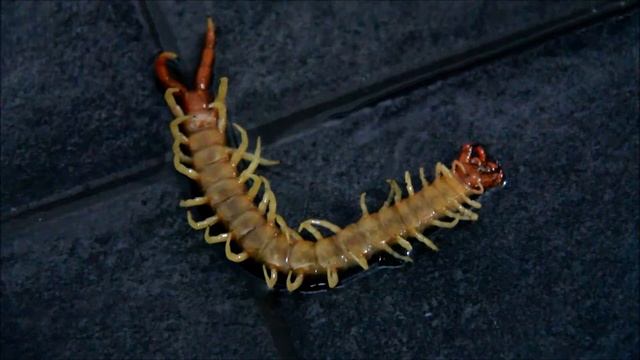 (Centipede) woke up to find this on my back смотреть онлайн