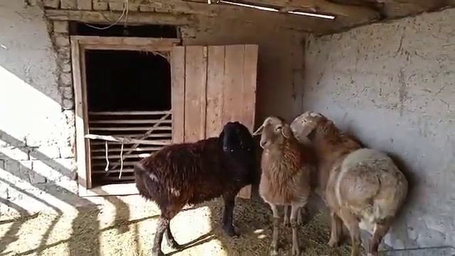 козу кочкорлор +996990909275 смотреть онлайн
