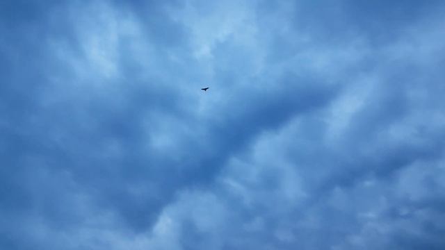 Тяга Вальдшнепа 2019 смотреть онлайн