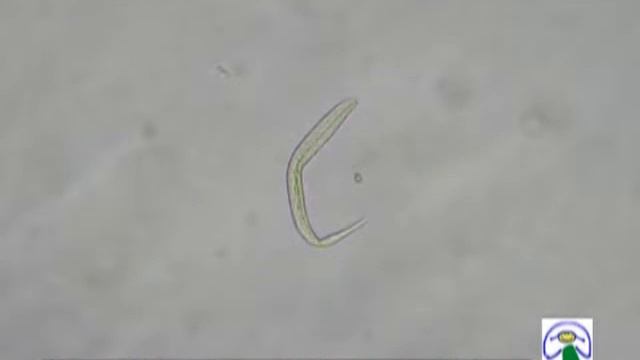 larva ev смотреть онлайн