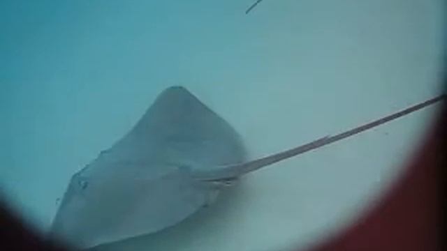 Sting Rays in Moorea смотреть онлайн