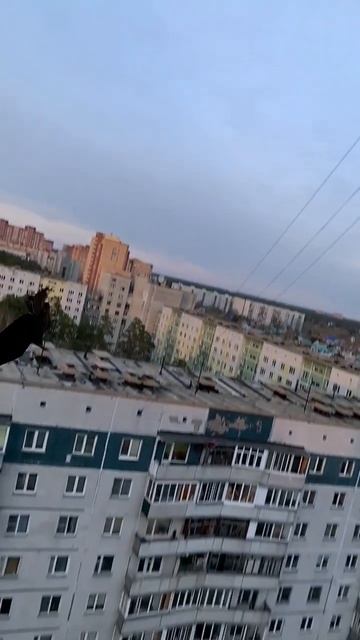 4-ое лето кормлю коршуна из окна смотреть онлайн