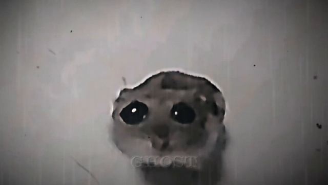 Very sad hamster🥹•|•Очень грустный хомяк🥹 смотреть онлайн