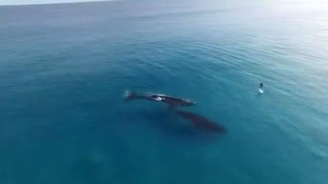 Paddle Boarding with Whales in Esperance, Western Australia Video by @jaimenhudson Music смотреть онлайн