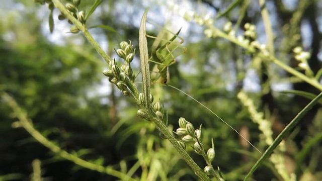 MVI 0061 Жизнь других. Насекомые. смотреть онлайн