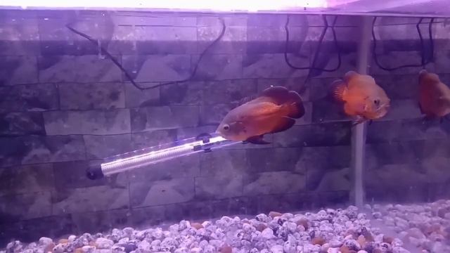 #coperoscar #coper #oscar #oscarfish #oscarfishs смотреть онлайн