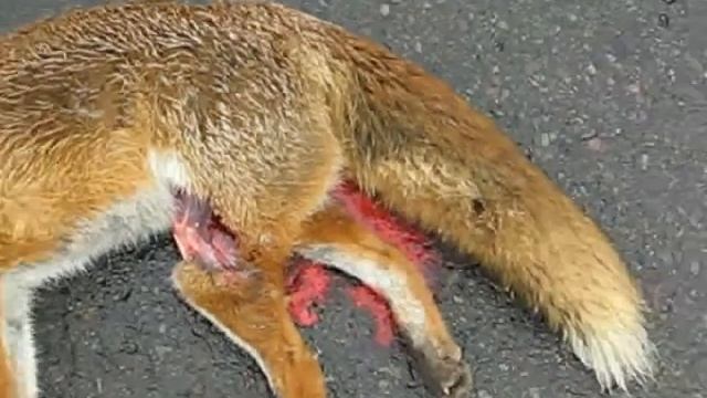 Лисицю збили в Словаччині 13.03.2007 смотреть онлайн