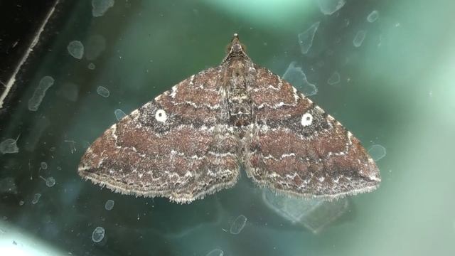 The Gem Moth (Geometridae: Orthonama obstipata) on Window Pane смотреть онлайн
