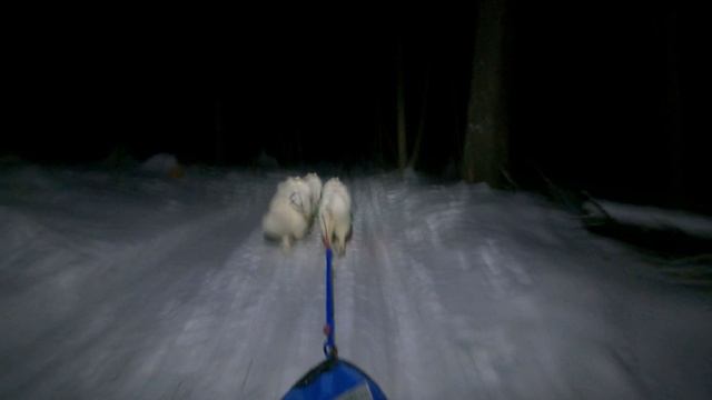 упряжка-2025-02-06