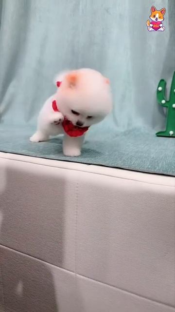Cute and Funny Pomeranian Videos 41 #Shorts смотреть онлайн