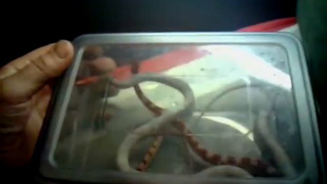 MES Pantherophis Guttatus