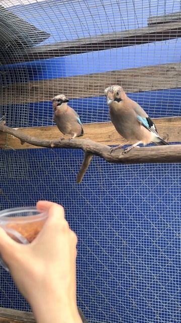 КОРМЛЮ СОЕК ГАММАРУСОМ🤪 смотреть онлайн