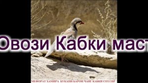 Овози кабк