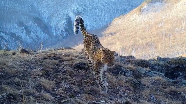 В Приморье в объектив фотоловушки попал «шикарный» зверь смотреть онлайн