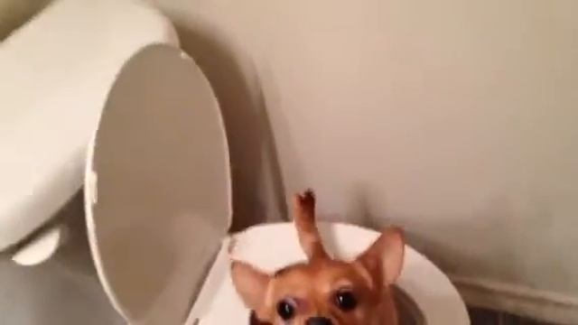 Photographing your dog in a toilet смотреть онлайн