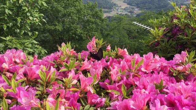 クロアゲハ / Papilio protenor　群馬県牛伏山　2016/05/14 butterfly of Japan смотреть онлайн
