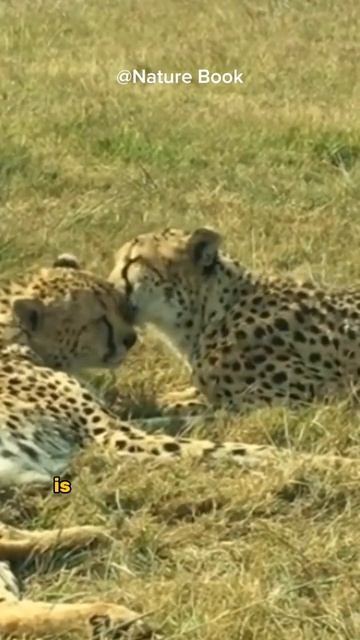 Cheetahs Interesting Facts смотреть онлайн