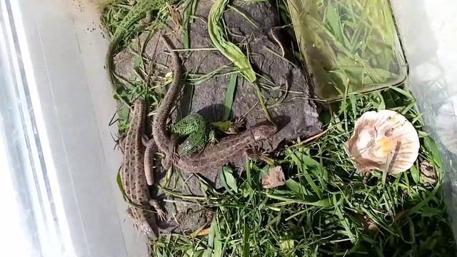 спаривание самца и самки смотреть онлайн