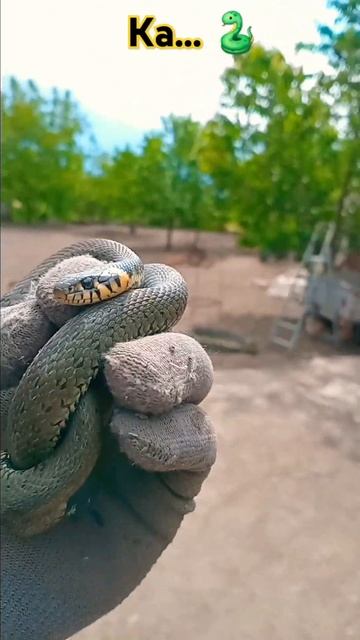 КА - Питон ИЗ мультфильма - МАУГЛИ! 🐍 #animals #природа #funny смотреть онлайн