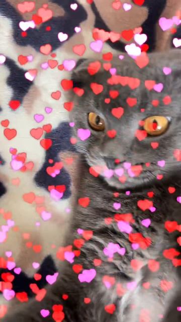 🔴КОТ СМОКИ🔴 смотреть онлайн