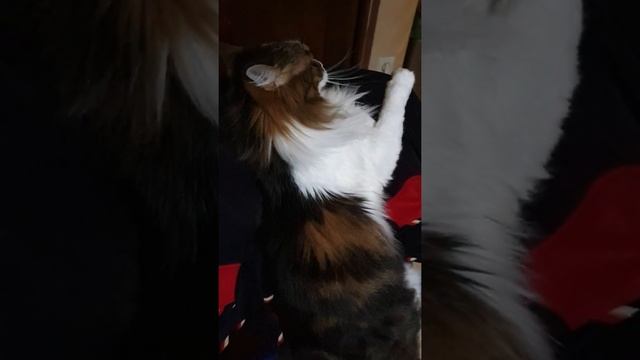 #кошки #смешныекоты #ВИДЕЛИВИДЕО Наша Анфиса и её нестандартные удовольствия. смотреть онлайн