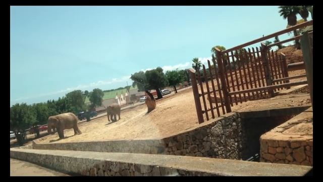 Слоны в Италии. Зоосафари. Часть 7 смотреть онлайн