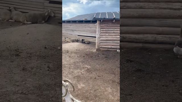 Лама, Верблюды и стрельба из лука 🏹 Посетили Этнопарк «Кочевник» смотреть онлайн