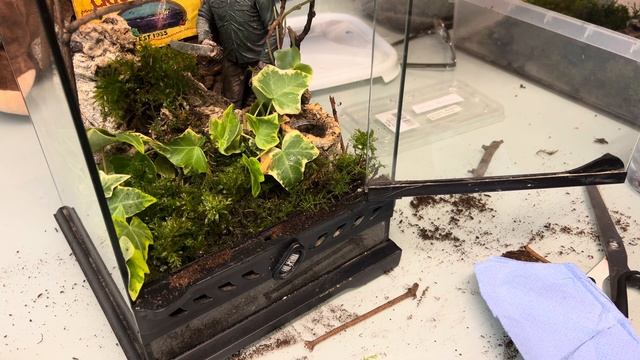 Friday 13th enclosure redone Avicularia Metallica rehouse смотреть онлайн