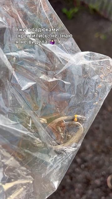 Ужи и гадюки 🐍 скрестились 😱! А Вы их видели говорят они агрессивные! смотреть онлайн