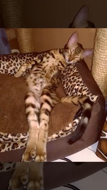 Бенгальский кот смотреть онлайн