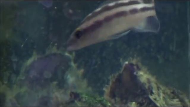 Neolamprologus Buescheri Kachese смотреть онлайн