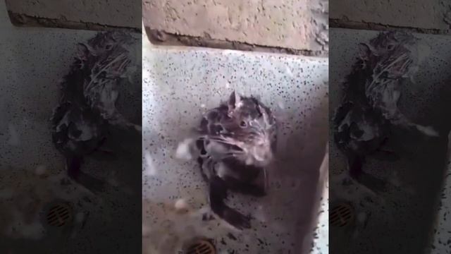 Rat caught on camera! When taking a shower смотреть онлайн