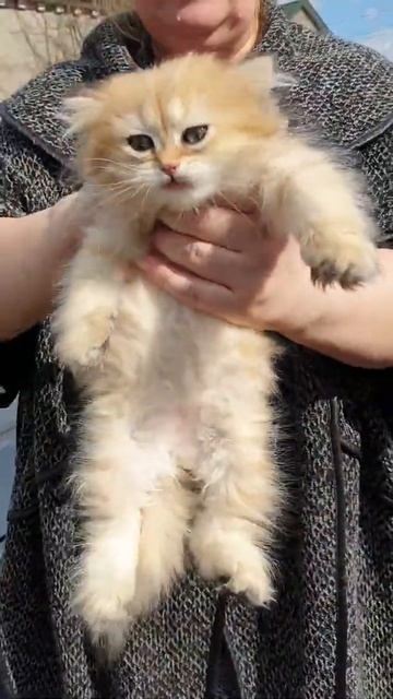 Британские котята,UA*Leo San Nessa. смотреть онлайн