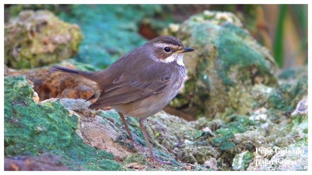 Ruiseñor Pechiazul, ahora lejos de la montaña смотреть онлайн