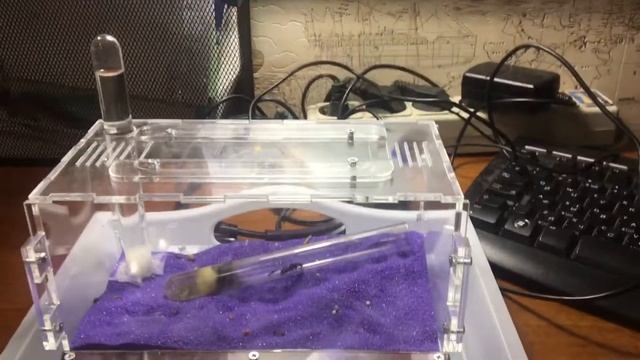 Новые муравьи! Заселение! смотреть онлайн