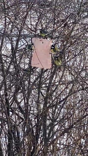 Кормим синиц салом смотреть онлайн