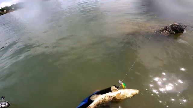 งัดเก๋าชายฝั่ง | Grouper shore fishing crank bait lure Rapala смотреть онлайн