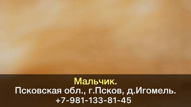 Пропала собака! Псковская область, г.Псков. смотреть онлайн