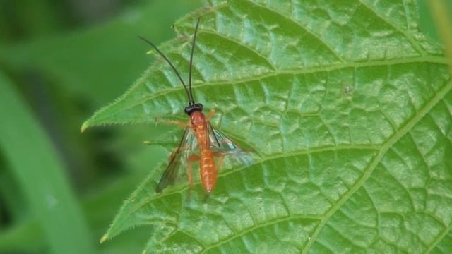 Braconid Wasp (Braconidae) Grooming on Leaf смотреть онлайн