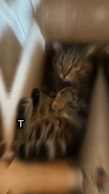 3 Признака, что кошка вас не любит?😩 #cat #catsfacts смотреть онлайн