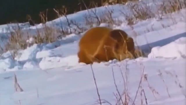 пума| гризли| схватка... смотреть онлайн