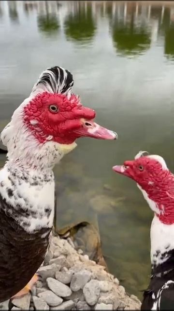 Ducks индоутки #сочипарк #сочипаркотель #ducks #птицы #водоём #кряк #индоутки #лето2022 #адлер смотреть онлайн