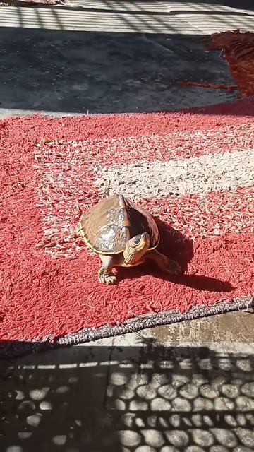 Indian roof turtle #turtle #shorts #short #pets #ytshorts #youtubeshorts #animals #viral #trending смотреть онлайн