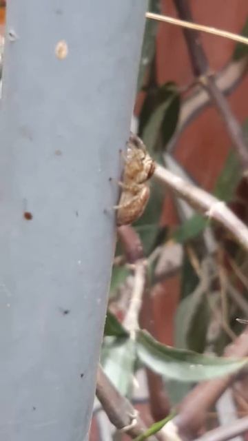 Araña cazamoscas gigante #1(1) смотреть онлайн