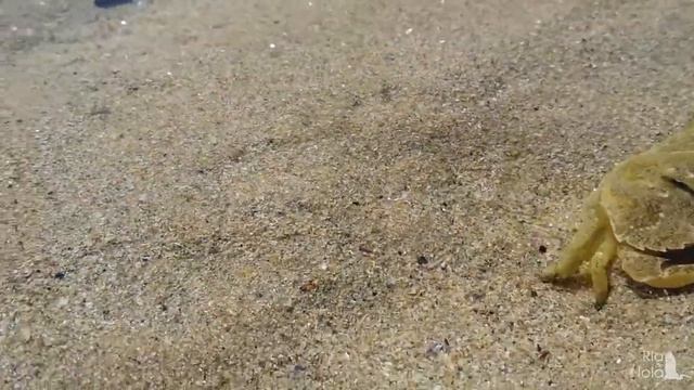 Cangrejo común, cangrexo común (Carcinus maenas) Ría de Noia смотреть онлайн